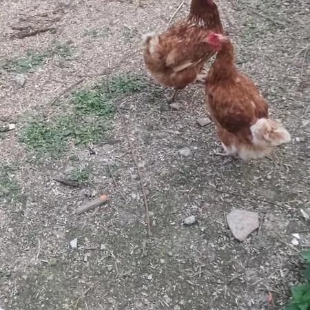 Alloggio in famiglia A La Ferme Aigre